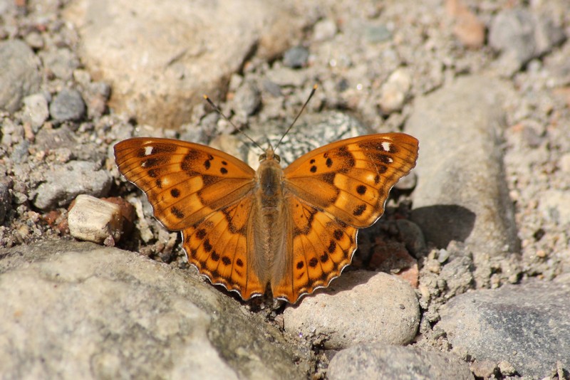 Una rarit????? Apatura ilia (f. ilia)